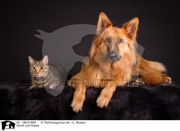 Hund und Katze / dog and cat / CB-01885