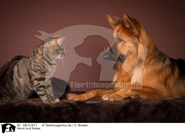 Hund und Katze / CB-01911