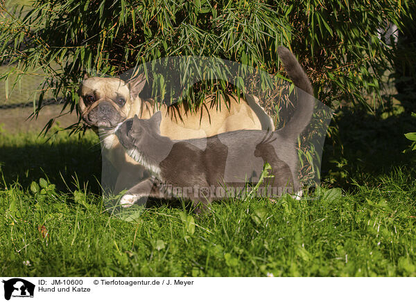 Hund und Katze / JM-10600