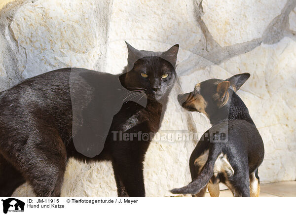 Hund und Katze / doga and cat / JM-11915