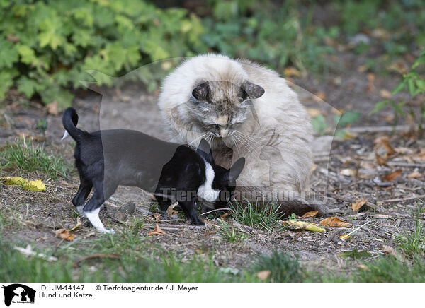 Hund und Katze / dog and cat / JM-14147