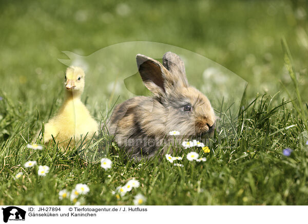 Gnsekken und Kaninchen / JH-27894
