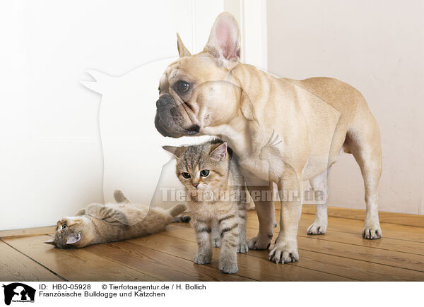 Franzsische Bulldogge und Ktzchen / French Bulldog and kitten / HBO-05928