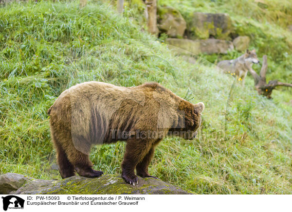 Europischer Braunbr und Eurasischer Grauwolf / PW-15093