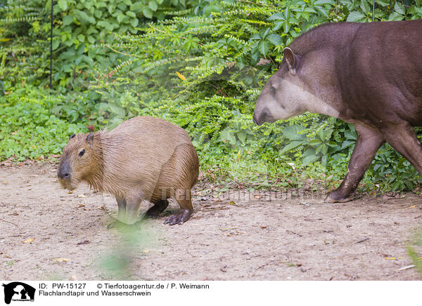 Flachlandtapir und Wasserschwein / Brazilian tapir and Capibara / PW-15127