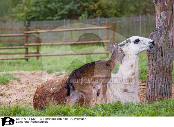 Lama und Rothirschkalb / llama and red deer fawn / PW-15129