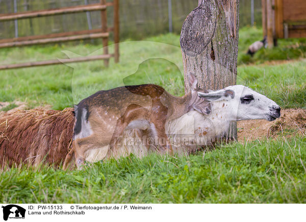 Lama und Rothirschkalb / llama and red deer fawn / PW-15133