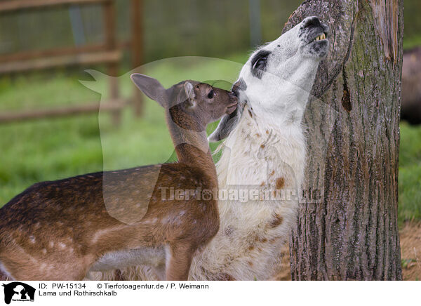 Lama und Rothirschkalb / llama and red deer fawn / PW-15134