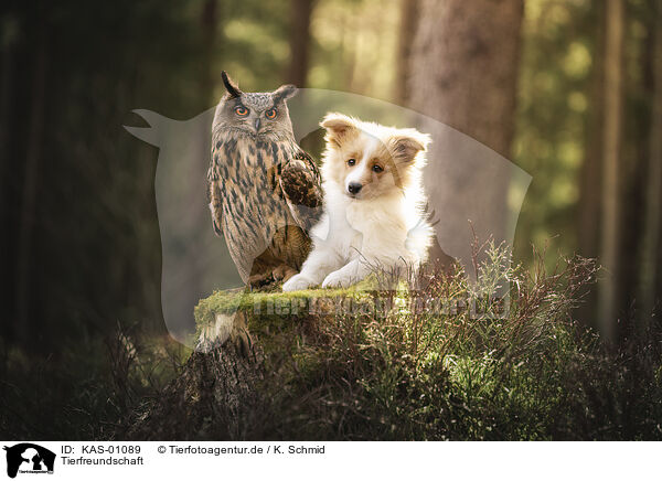 Tierfreundschaft / animal friends / KAS-01089