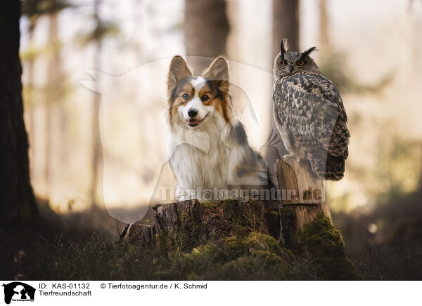 Tierfreundschaft / animal friends / KAS-01132