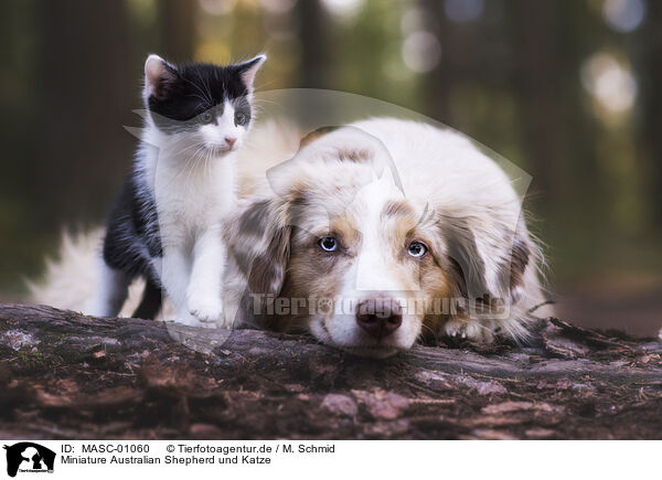Miniature Australian Shepherd und Katze / MASC-01060