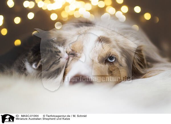 Miniature Australian Shepherd und Katze / Miniature Australian Shepherd and cat / MASC-01064