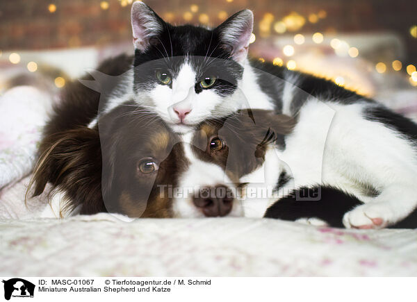 Miniature Australian Shepherd und Katze / Miniature Australian Shepherd and cat / MASC-01067