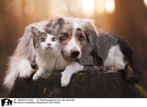 Miniature Australian Shepherd und Katze / Miniature Australian Shepherd and cat / MASC-01383
