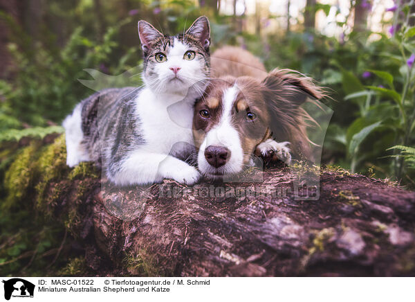 Miniature Australian Shepherd und Katze / Miniature Australian Shepherd and cat / MASC-01522