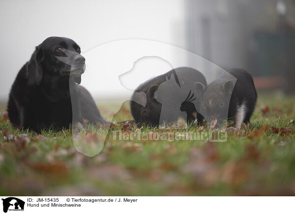 Hund und Minischweine / dog and micropigs / JM-15435