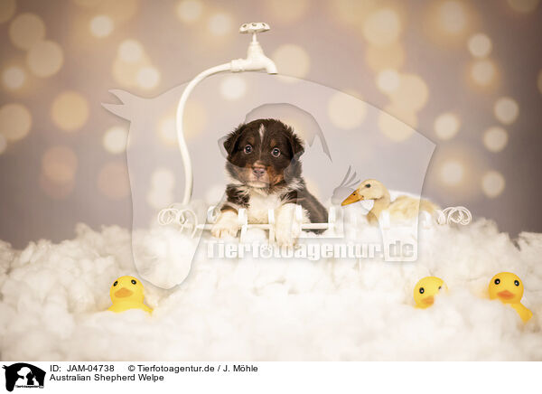 Australian Shepherd Welpe / JAM-04738