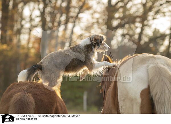 Tierfreundschaft / animal friendship / JM-17330