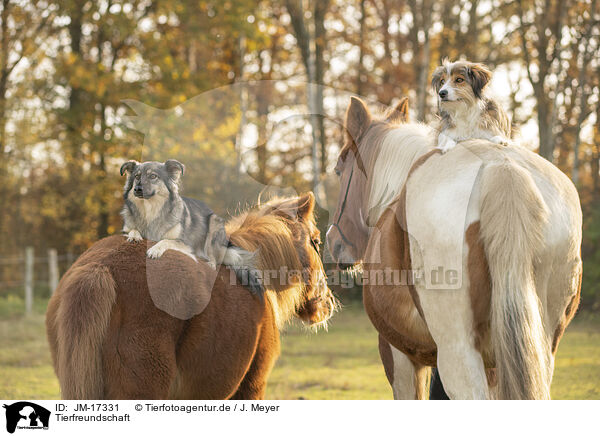 Tierfreundschaft / animal friendship / JM-17331