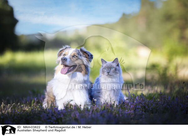 Australian Shepherd und Ragdoll / Australian Shepherd and Ragdoll / MAH-03822