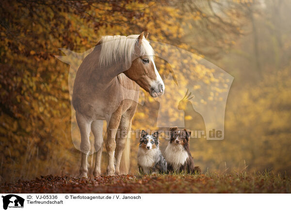 Tierfreundschaft / animal friends / VJ-05336