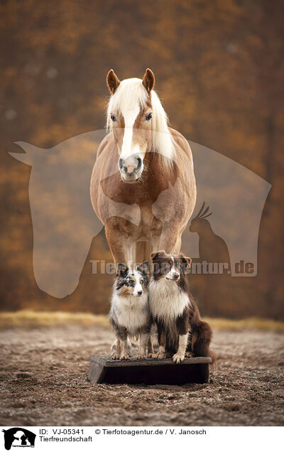 Tierfreundschaft / animal friends / VJ-05341