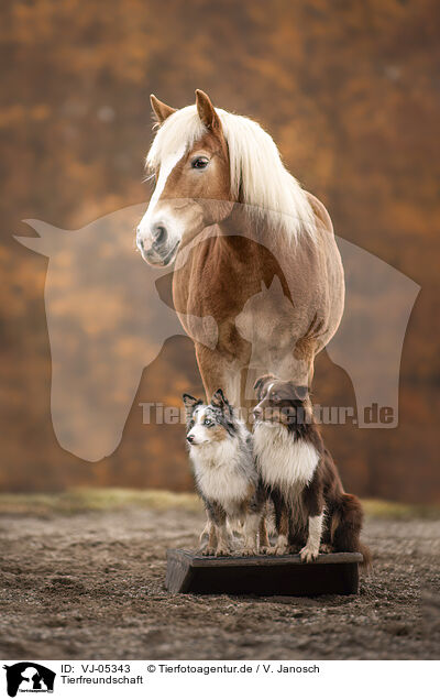 Tierfreundschaft / animal friends / VJ-05343