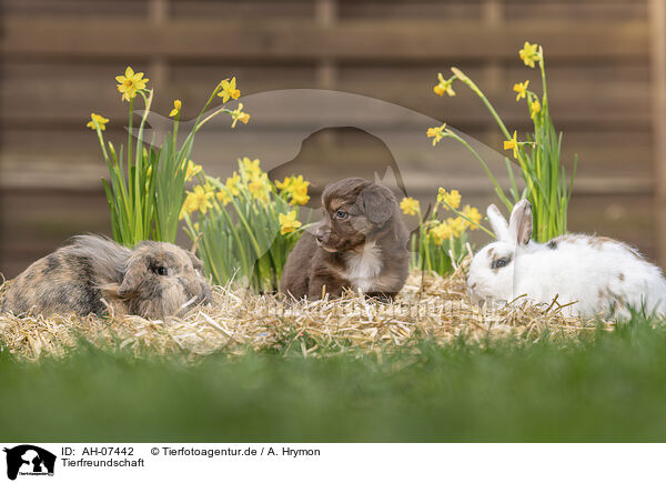 Tierfreundschaft / AH-07442