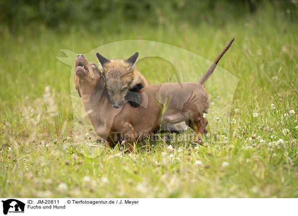 Fuchs und Hund / fox and dog / JM-20811