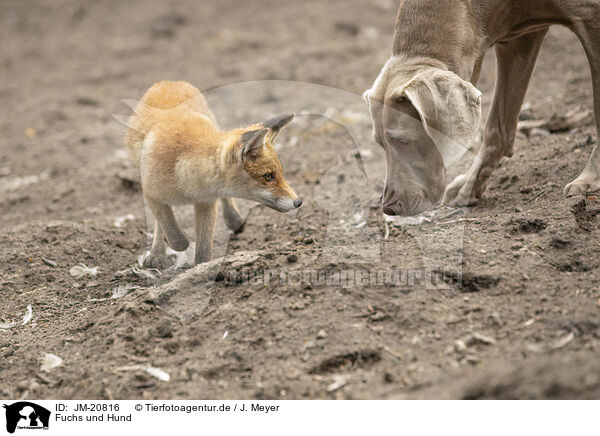 Fuchs und Hund / fox and dog / JM-20816