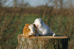 Meerschweinchen und Zwergkaninchen Babies