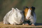 Meerschweinchen und Zwergkaninchen Babies