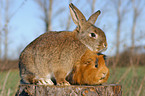 Kaninchen und Meerschwein