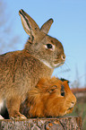 Kaninchen und Meerschwein