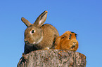 Kaninchen und Meerschwein