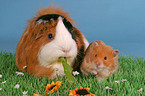 Rosettenmeerschwein & Hamster