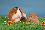 Rosettenmeerschwein & Hamster