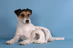 Parson Russell Terrier und Kaninchen