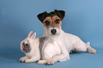 Parson Russell Terrier und Kaninchen