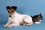 Parson Russell Terrier und Chinchilla