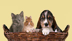 Hund & Katze & Kaninchen