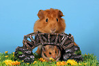 Hamster und Meerschwein