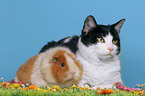 Katze und Meerschweinchen