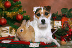 Jack Russell Terrier und Lwenkpfchen
