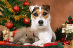 Jack Russell Terrier und Zwergwidder