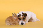 Hund und Kaninchen