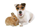 Hund und Kaninchen