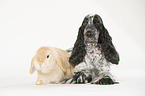 English Cocker Spaniel und Widderkaninchen