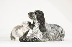 English Cocker Spaniel und Widderkaninchen