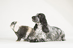 English Cocker Spaniel und Widderkaninchen